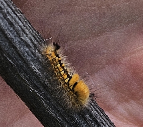 Orgyia antiquoides