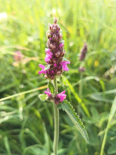 common hedge-nettle