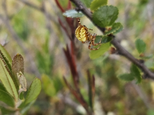 Four-spot Orbweaver