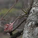 Tillandsia didisticha - Photo (c) Diego Alfonso Rosa, all rights reserved, uploaded by Diego Alfonso Rosa