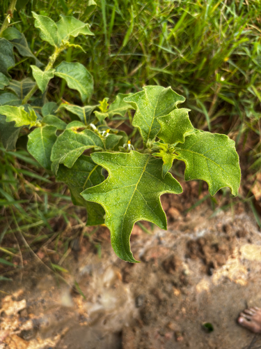 Jamaican nightshade