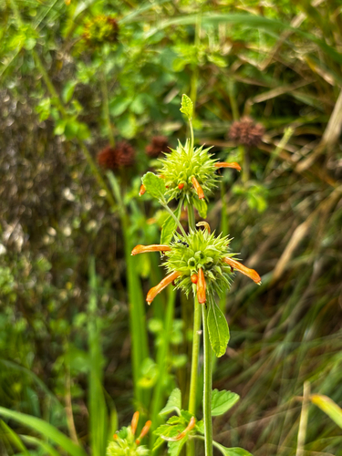 lion's ear