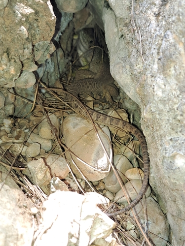 Sierra Nevada Ocellated Lizard