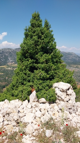 Juniperus drupacea