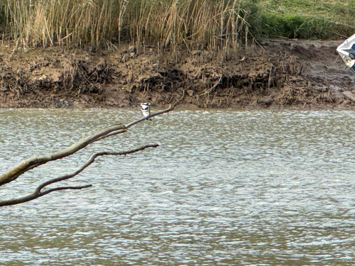 Pied Kingfisher