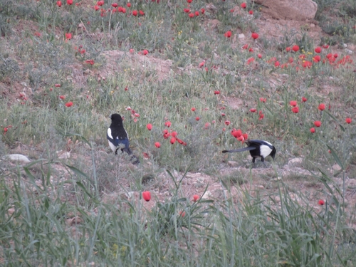 Eurasian Magpie