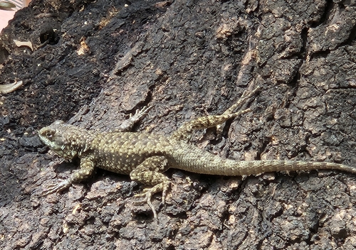 Amazon Lava Lizard