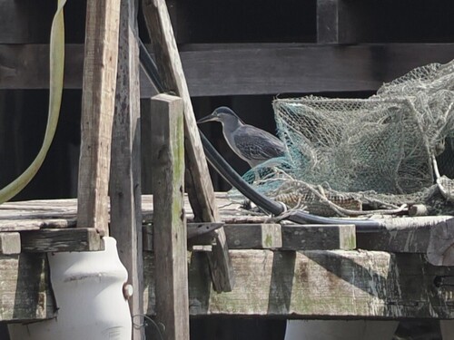 Little Heron