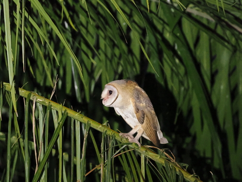 Eastern Barn Owl