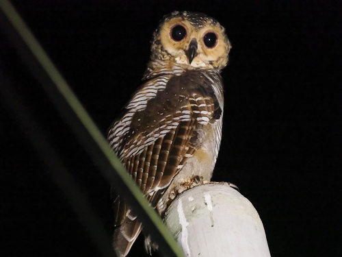 Spotted Wood-Owl