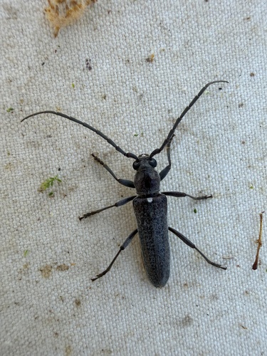 Aneflus obscurus