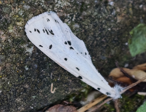 White Ermine