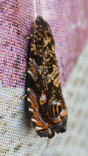 Cherry Bark Tortrix