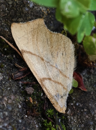 September Thorn
