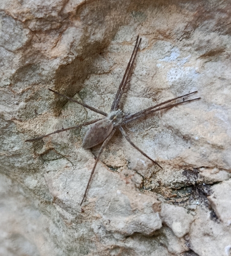 Pisaura