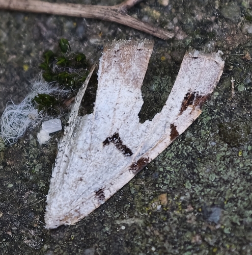V-Moth