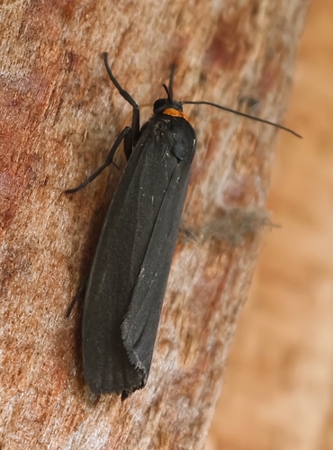 Red-necked Footman