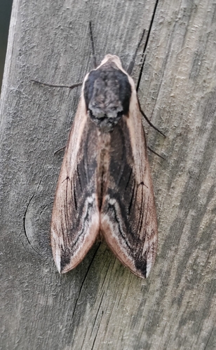 Privet Hawkmoth