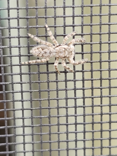 Tan Jumping Spider