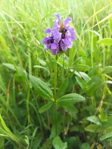 Large Self-heal
