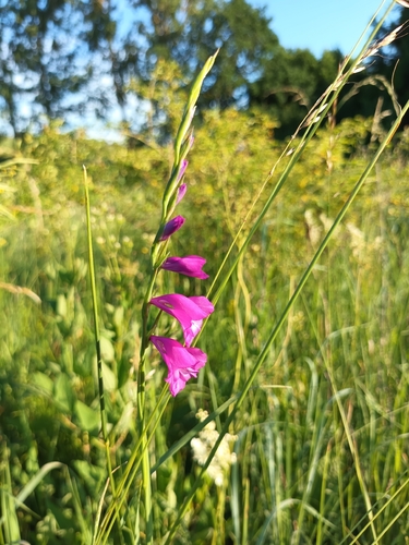 Turkish Marsh Gladiolus