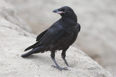 Common Raven