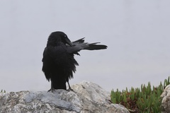 Common Raven