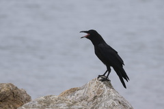 Common Raven