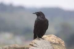 Common Raven