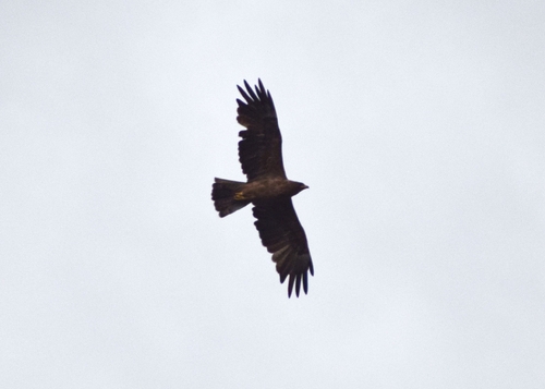 Wahlberg's Eagle