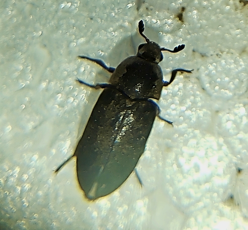 Hide Beetle