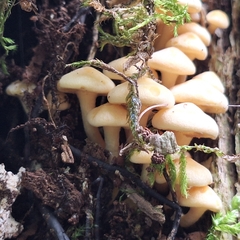 Sulphur Tuft