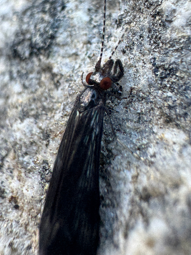 iNaturalist observation photo of Mystacides
