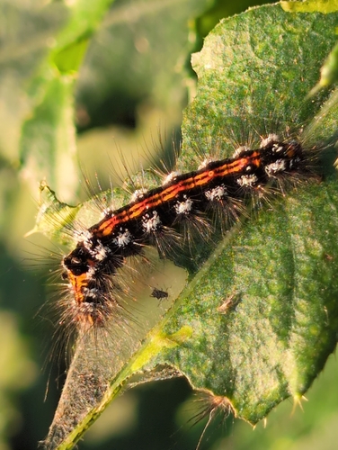 Swan Moth