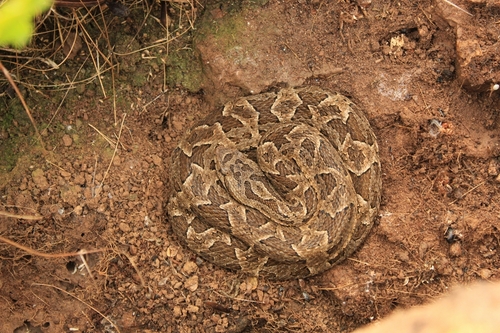 Pampas Lancehead
