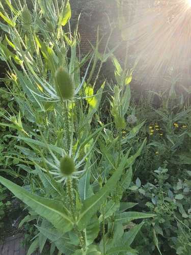 wild teasel