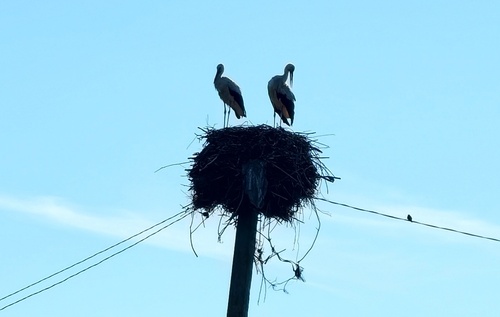 White Stork