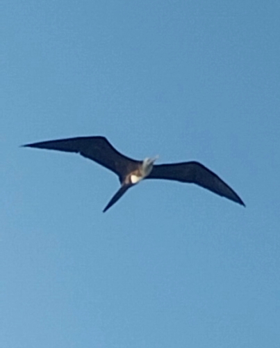 Magnificent Frigatebird