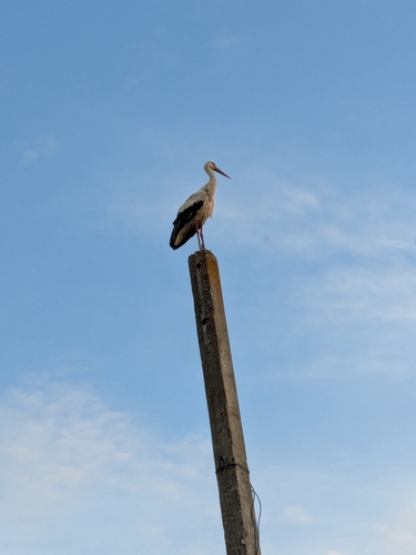 White Stork