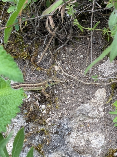 Sand Lizard