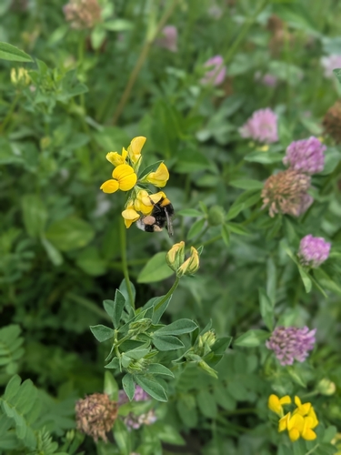 Buff-tailed Bumble Bee