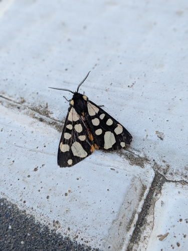 Cream-spot Tiger