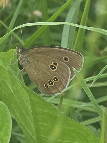 Ringlet