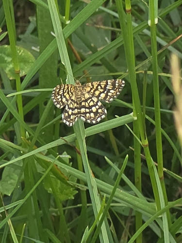 Latticed Heath
