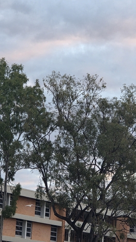 Sulphur-crested Cockatoo