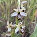 Ophrys exaltata splendida - Photo (c) georgianacazan, all rights reserved