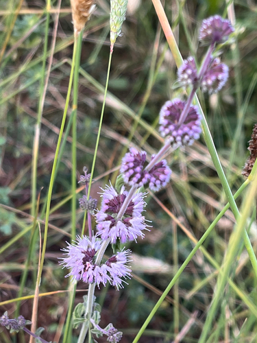 Pennyroyal