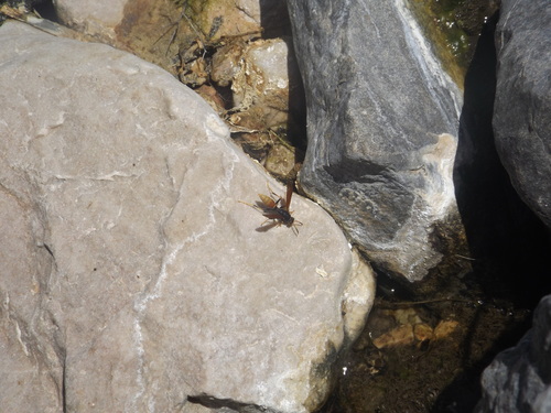 Comanche Paper Wasp (Comanche)