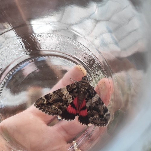 Minsmere Crimson Underwing