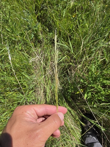 green needlegrass